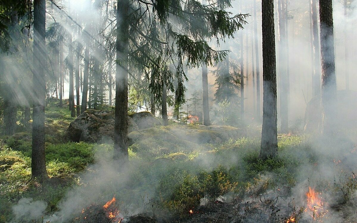 Die Waldbrandgefahr ist hoch im Sommer Die Waldbrandgefahr ist hoch im Sommer